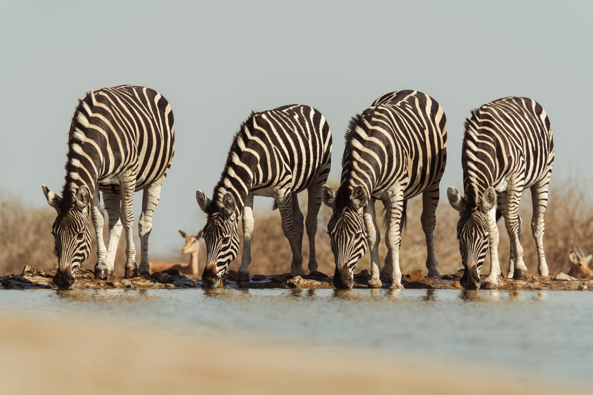 Last Word Madikwe Madikwe Game Reserve Exterior photo