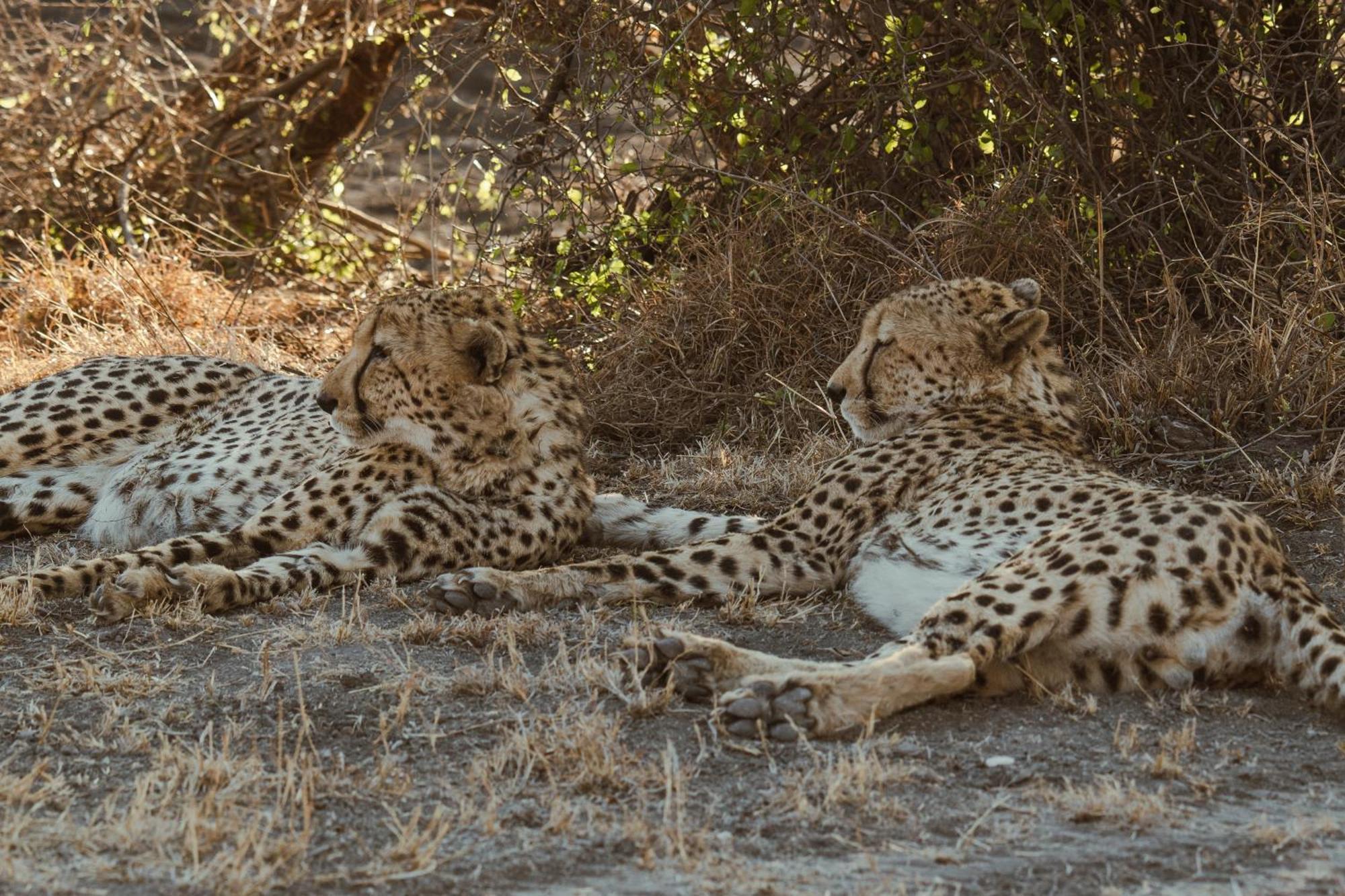 Last Word Madikwe Madikwe Game Reserve Exterior photo